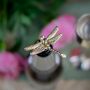 Dragonfly Bottle Stopper